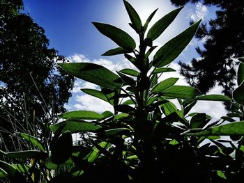 Low angle view of tree against sky