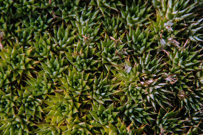 Full frame shot of green plants