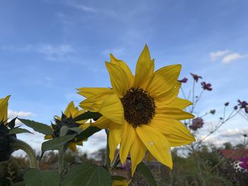 Close-up of yellow sunflower against sky