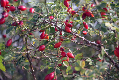 Close-up of red berries on tree