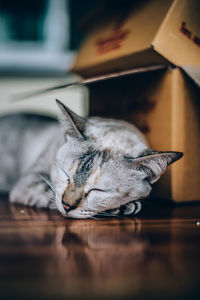 Cat sleeping on floor