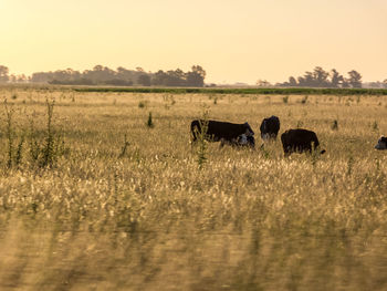 Horses in a field