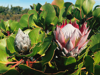 Close-up of flowering plant