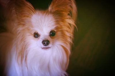 Close-up portrait of a dog papillon breed
