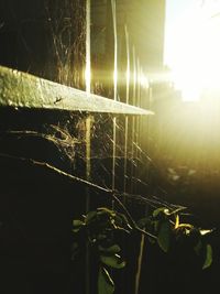 Close-up of spider web on plant