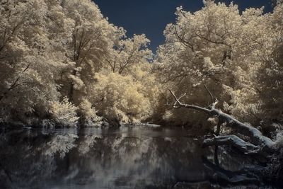 Trees by lake against sky