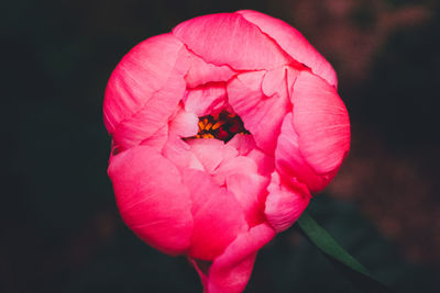 Close-up of bee on flower