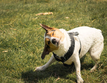 Portrait of dog on grassy field