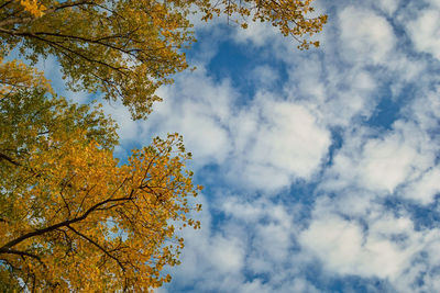 Low angle view of tree against sky during autumn