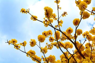 Low angle view of yellow flowers blooming on tree