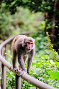 Monkey on railing