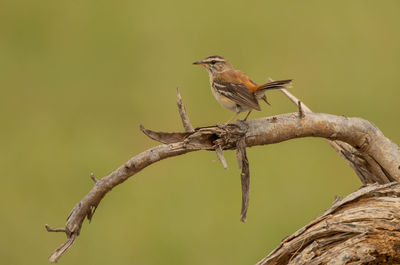 Close-up of bird perching on branch