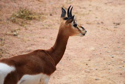 Close-up of horse