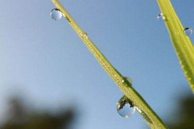 Close-up of raindrops on plant against sky