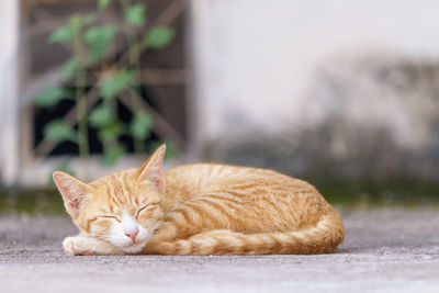 Close-up of a cat resting