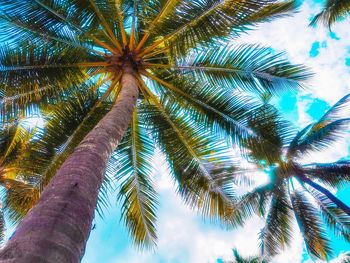 Low angle view of palm tree against sky
