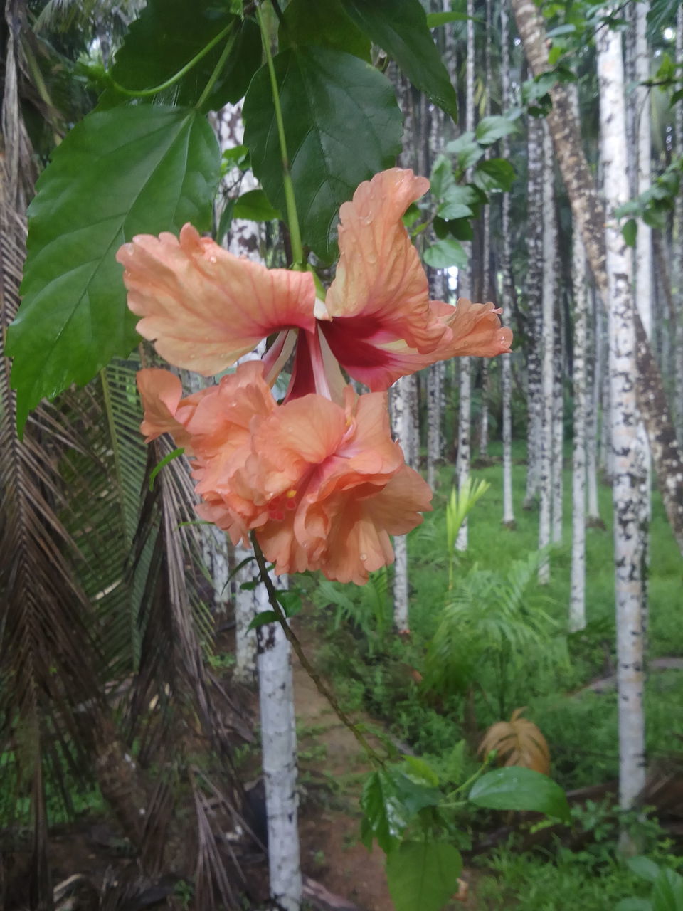 growth, leaf, flower, freshness, plant, fragility, nature, beauty in nature, flower head, petal, close-up, focus on foreground, green color, blooming, botany, red, stem, day, orange color, outdoors, in bloom, no people, growing, tranquility, plant life, season, blossom, green, selective focus, natural pattern