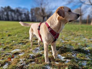 Portrait of dog standing on field