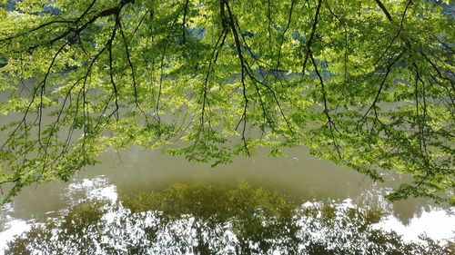 Reflection of trees in lake