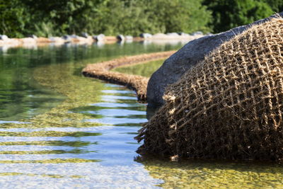 View of turtle in river