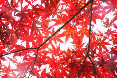 Low angle view of tree branches