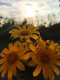 Close-up of yellow flower against sky