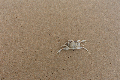 High angle view of snake on beach