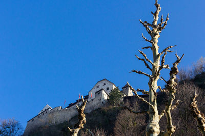 Low angle view of bare tree against clear blue sky