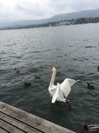 Swans swimming in lake against sky