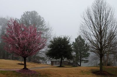 View of trees on landscape against sky