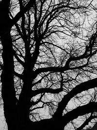 Low angle view of silhouette bare tree against sky