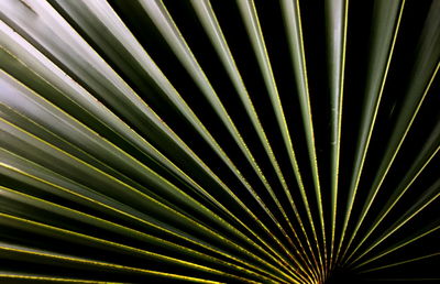 Full frame shot of palm leaf