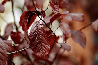 Close-up of dried autumn leaves