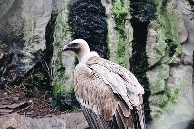 Side view of bird perching on rock