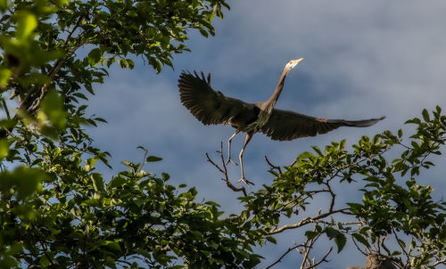 Low angle view of bird flying against the sky