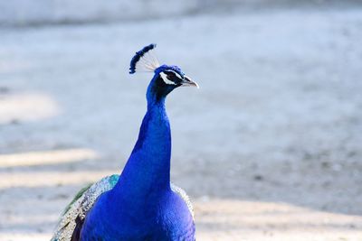 Close-up of a peacock