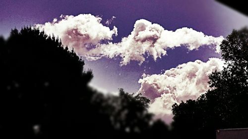 Low angle view of flowers against sky