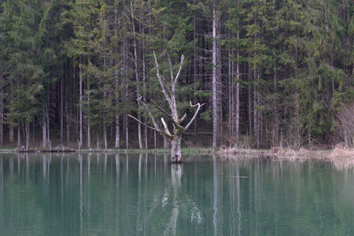 Scenic view of lake by trees in forest