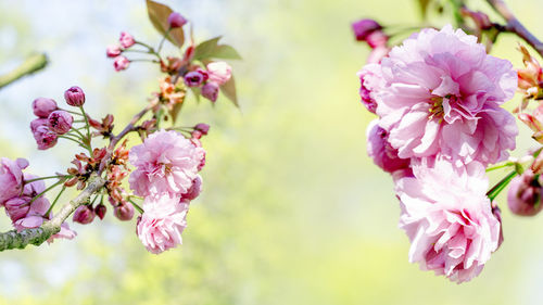 Close-up of pink cherry blossom