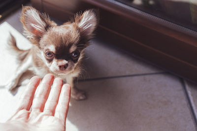Close-up of hand holding kitten