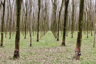 Trees in forest