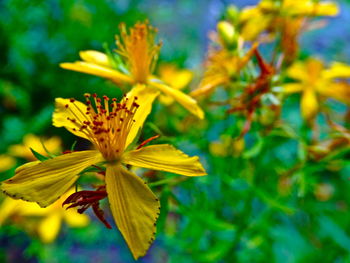 Close-up of yellow flower