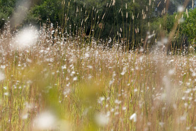 Water drops on plants during rainy season