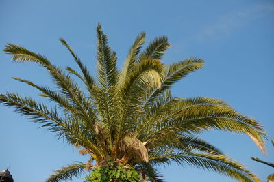 Low angle view of palm tree against clear blue sky