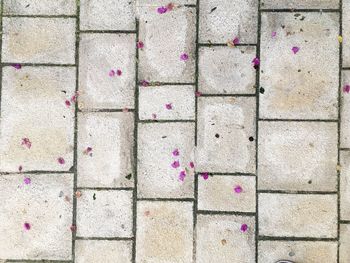 Full frame shot of footpath with petals