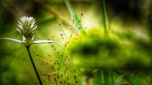 Close-up of plant