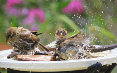 Close-up of birds in water