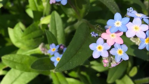 Close-up of flowers blooming outdoors