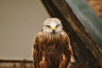 Close-up portrait of owl perching outdoors