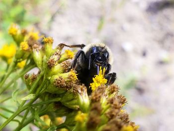 Close-up of bee pollinating flower